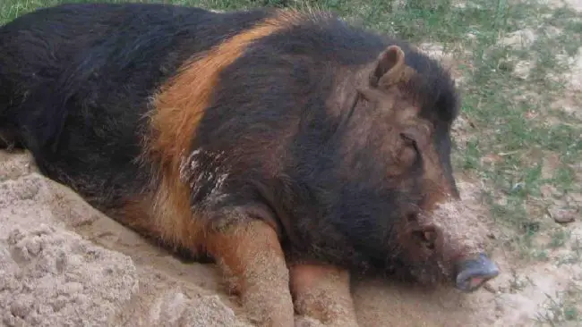 Swino yang dijumpai sudah mati